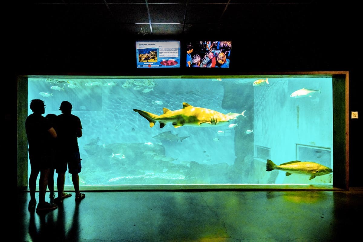 Requin dans l'aquarium de Séville