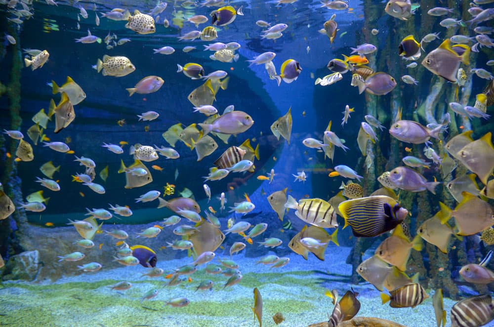 Poissons dans l'aquarium de Séville